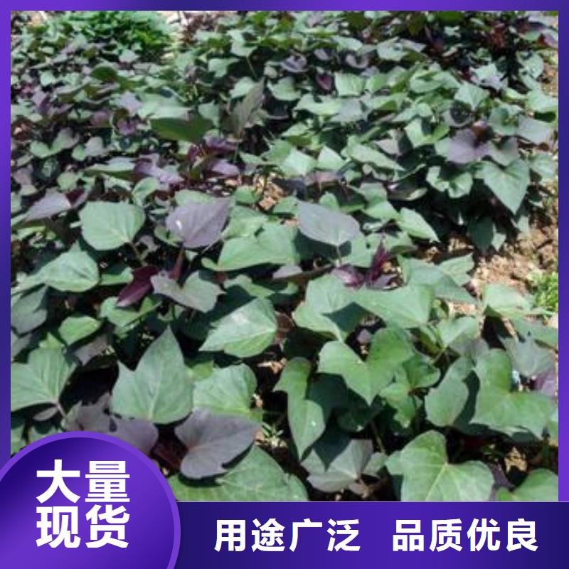 脱毒紫薯苗能吃吗