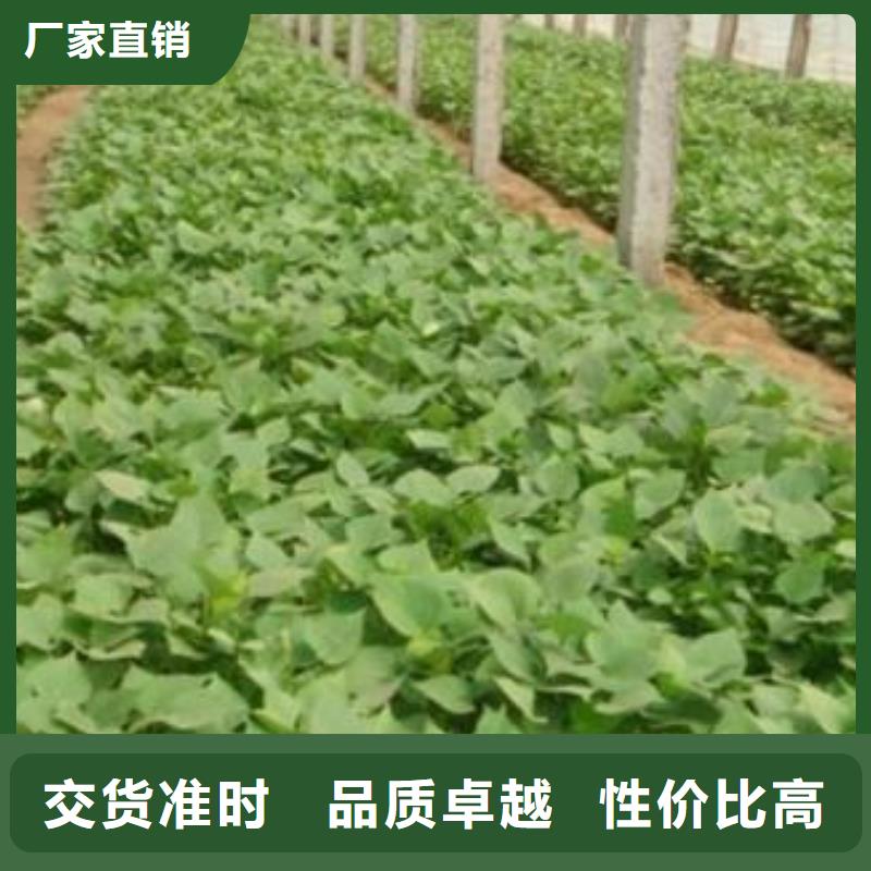 襄樊紫甘薯苗供应