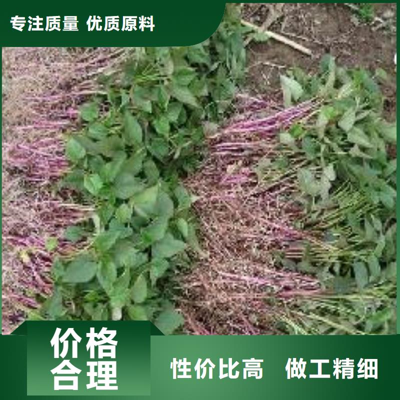 襄樊紫甘薯苗供应