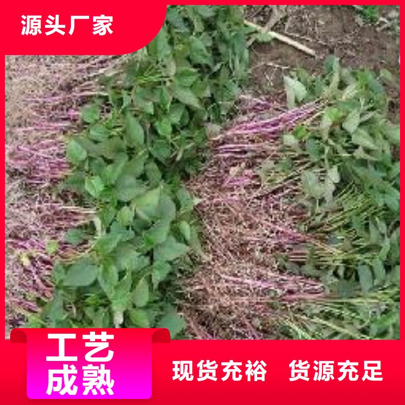 紫甘薯苗供应