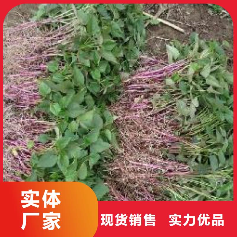 鲜食型紫薯苗2025新苗上市
