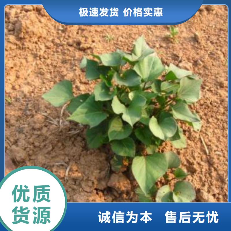 鲜食型紫薯苗2025新苗上市