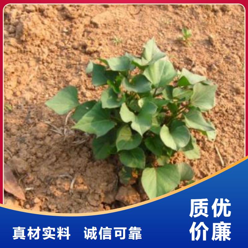 脱毒紫薯苗能吃吗