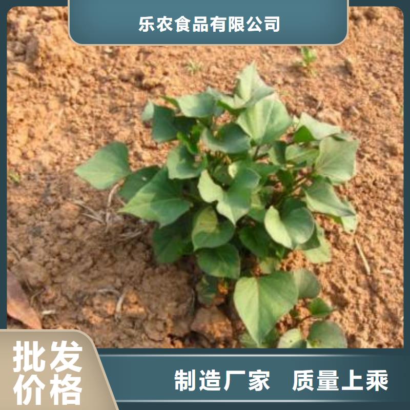 紫薯种子电话