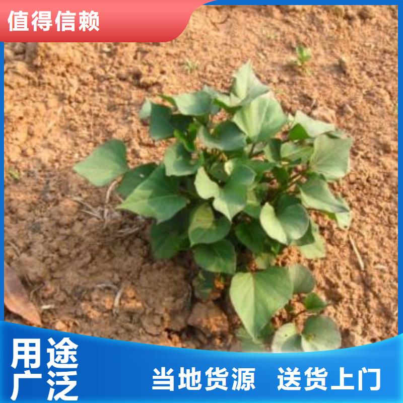 紫地瓜苗子厂家价格