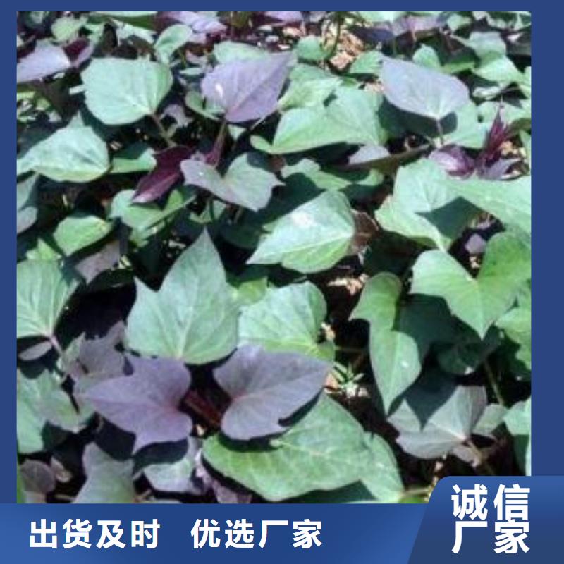 紫地瓜苗子厂家价格