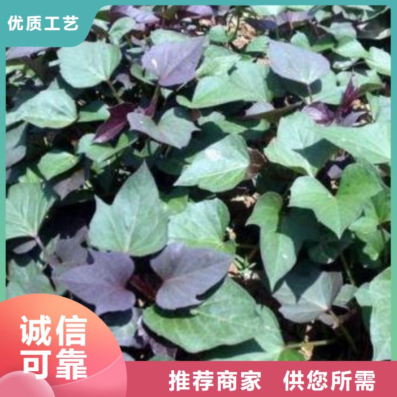 鲜食型紫薯苗批发销售