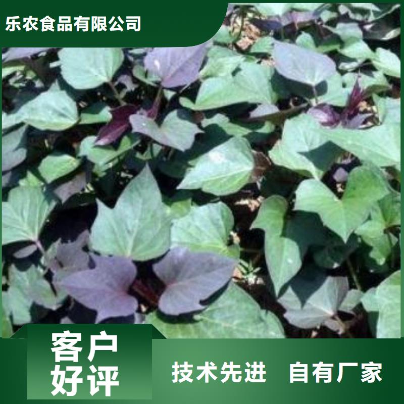 济黑2号地瓜苗（紫薯苗）择优