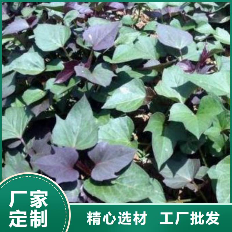 紫薯种子种植厂家
