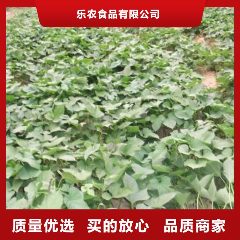 紫甘薯苗供应