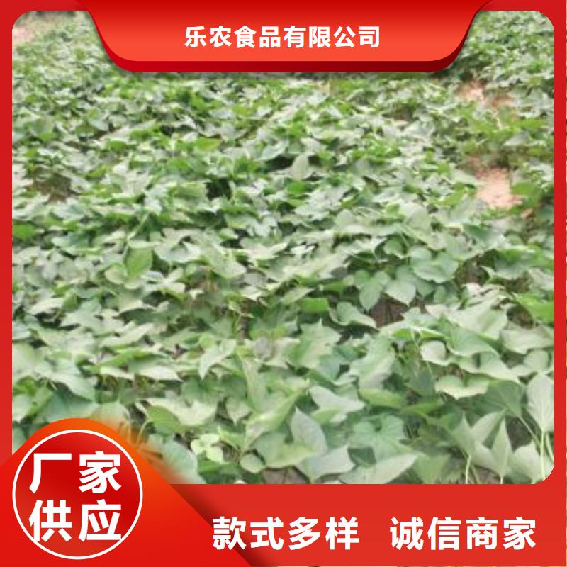鲜食型紫薯苗2025新苗上市