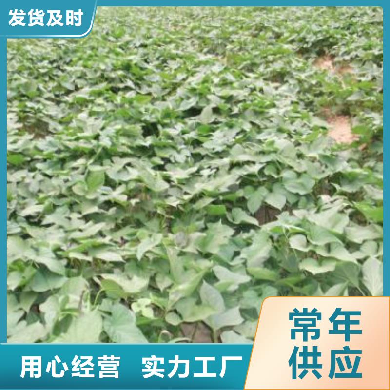 脱毒紫薯苗能吃吗