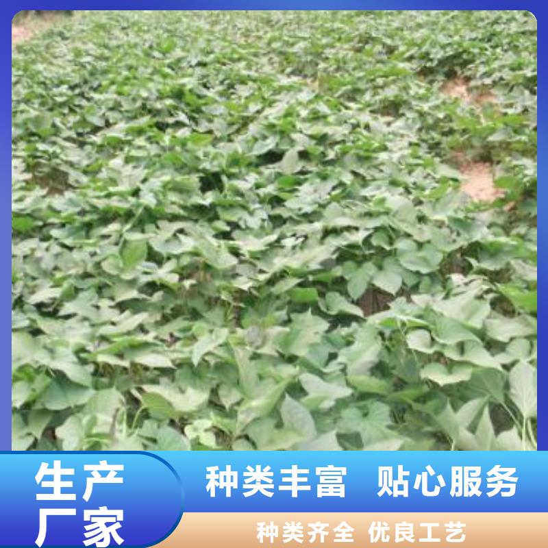 紫薯种子电话