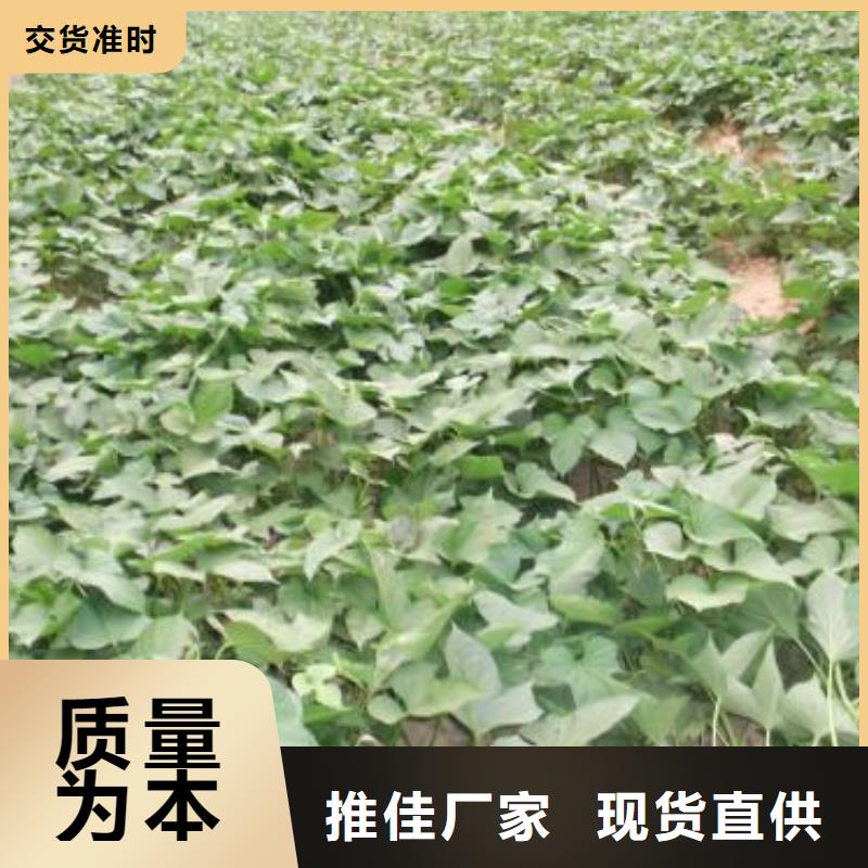 紫地瓜苗子厂家价格