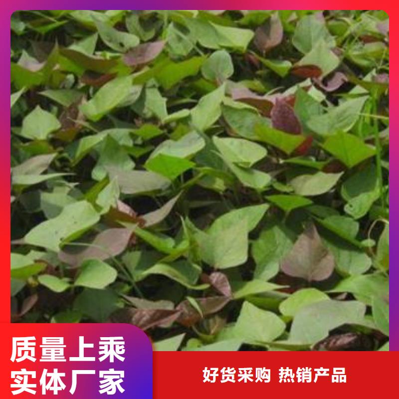 鲜食型紫薯苗批发销售