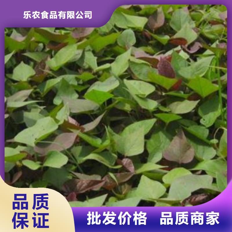 鲜食型紫薯苗2025新苗上市
