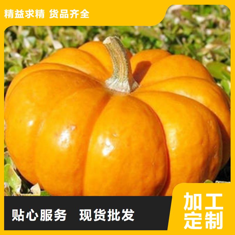 南瓜丁【灵芝盆景】用的放心