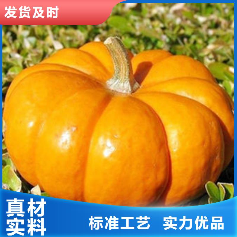 南瓜丁【大别山灵芝】厂家货源