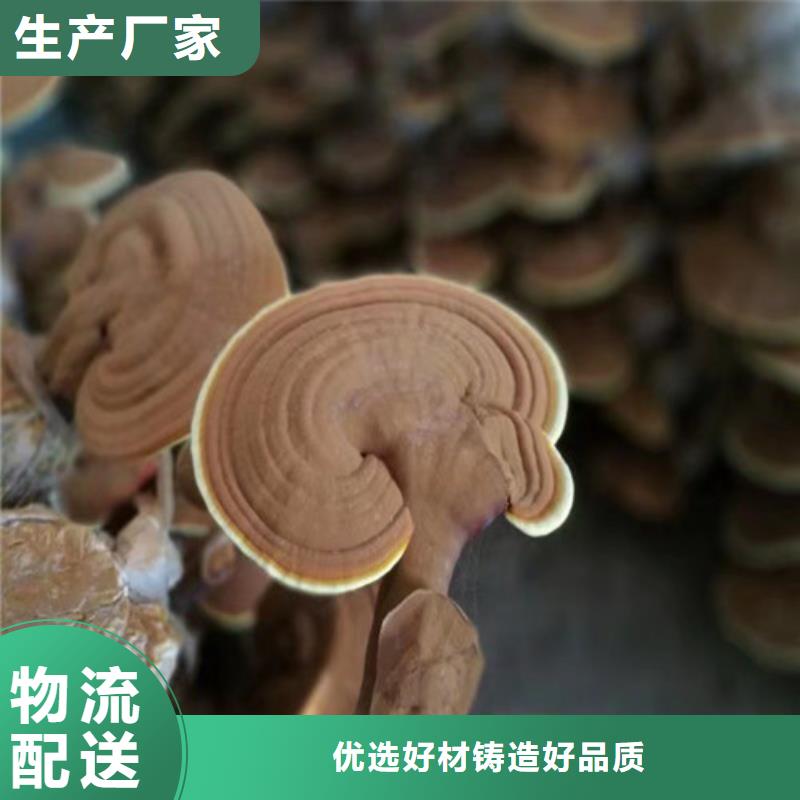 煲汤灵芝-实力大厂