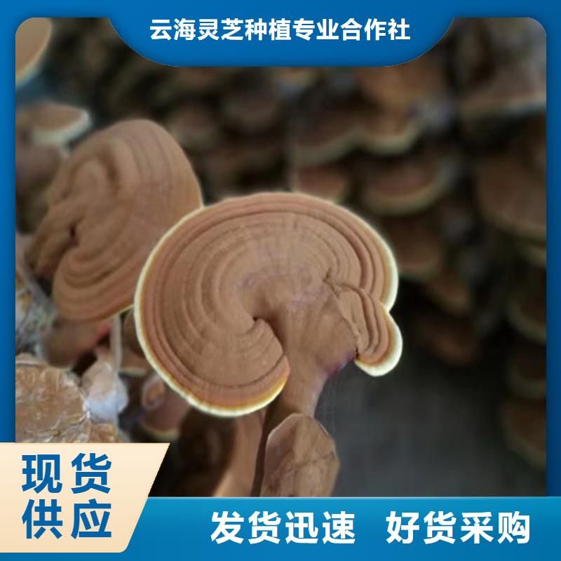 灵芝切片厂家