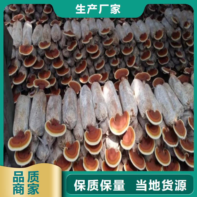 五指山市灵芝孢子粉价格多少钱