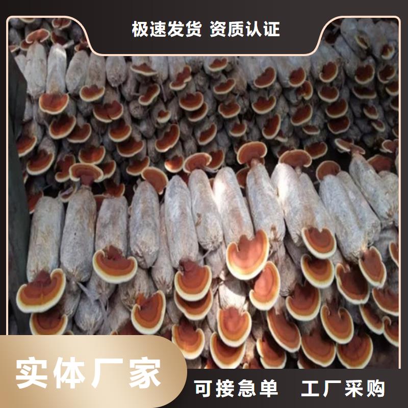 灵芝切片优享品质