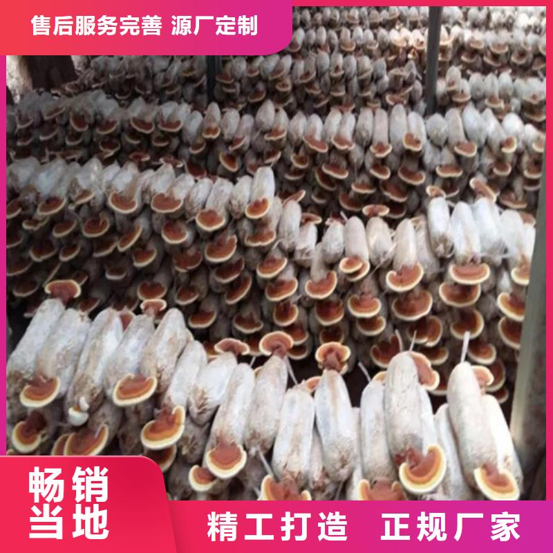 灵芝菌种吃的方法