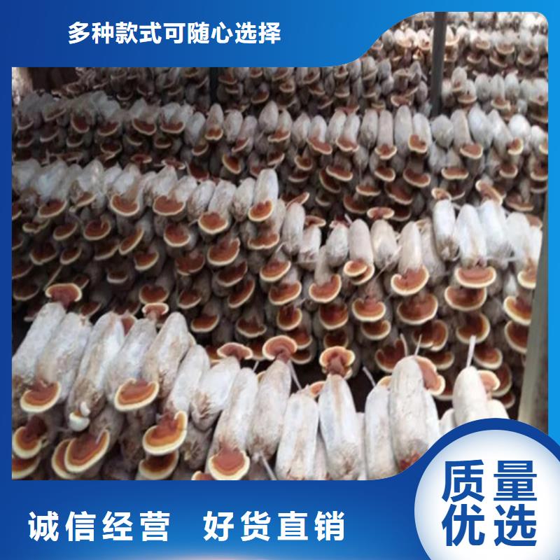 卖孢子灵芝的批发商