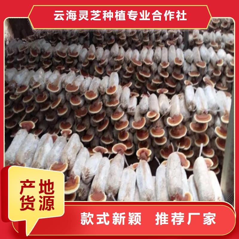 找
灵芝超细粉生产厂家