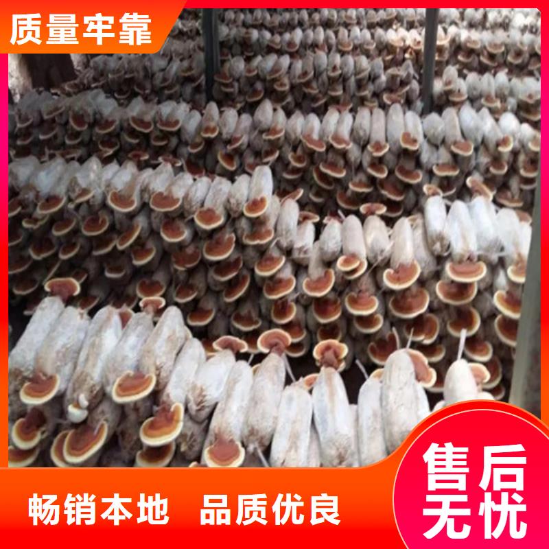 灵芝粉正确吃法