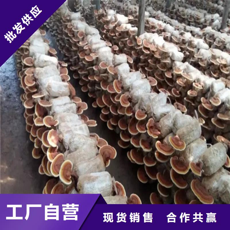 灵芝切片优享品质