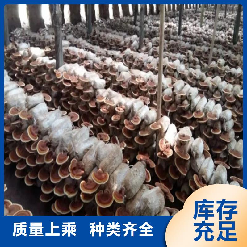 灵芝破壁孢子粉