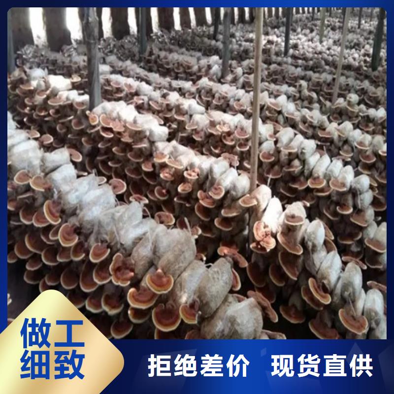 万宁市破壁灵芝孢子粉惊喜价格