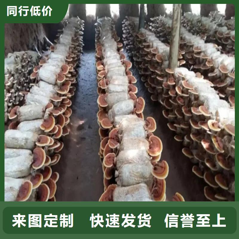 灵芝孢子粉吃的方法