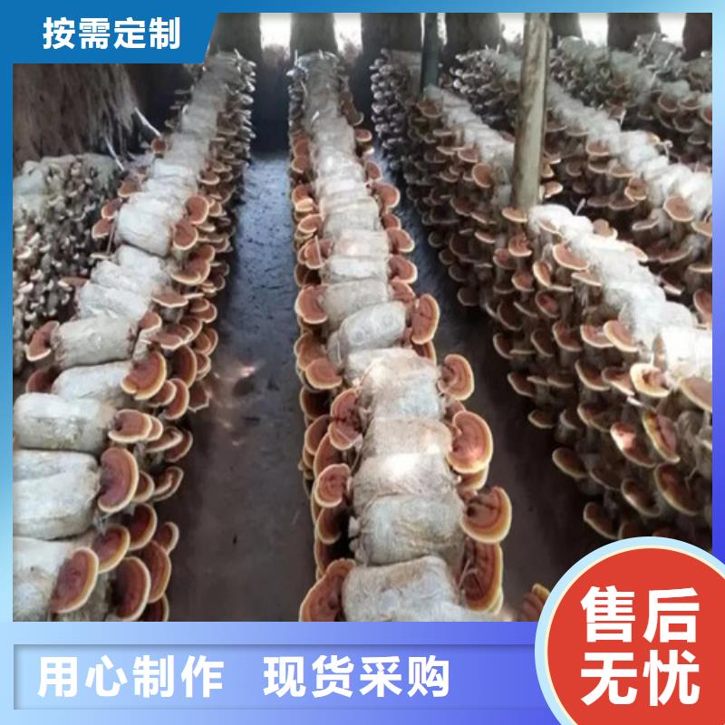 灵芝切片怎么吃好吃