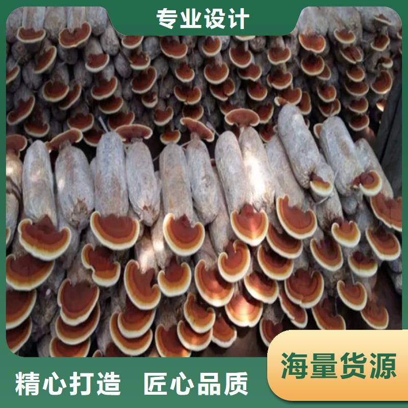 破壁灵芝孢子粉厂家价格