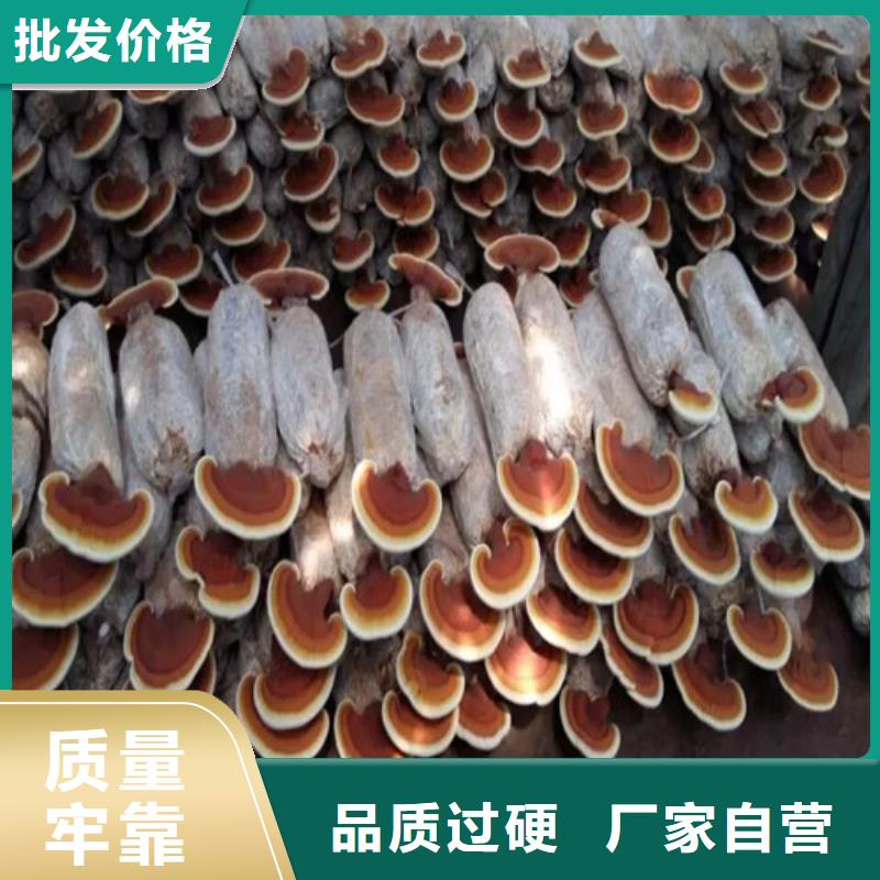 灵芝孢子粉哪家好