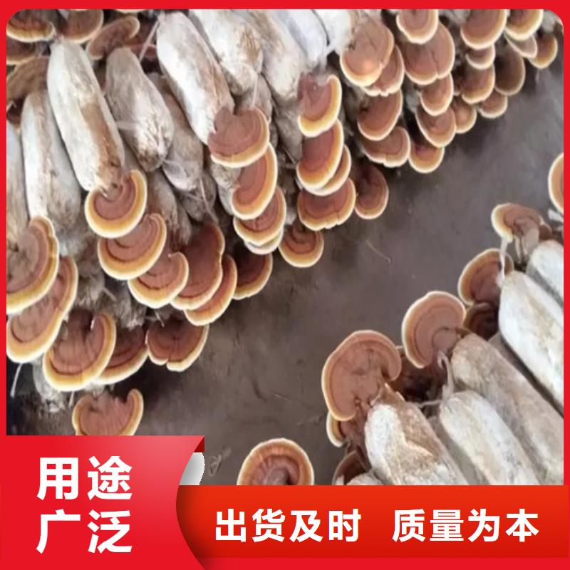 灵芝孢子粉多少钱一斤