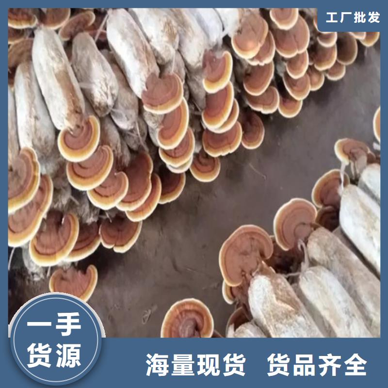 灵芝孢子粉什么价格