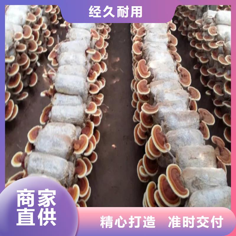 灵芝超微粉有现货