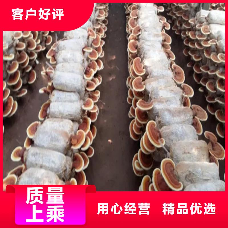 灵芝粉加工