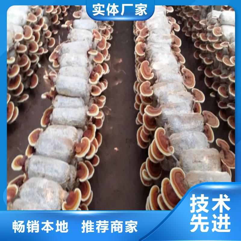 孢子灵芝大型厂家直销