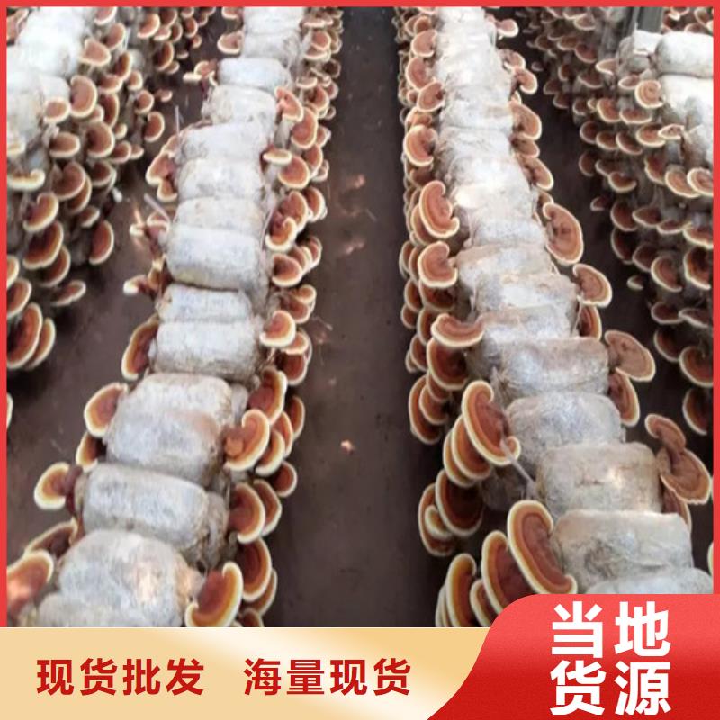 灵芝超微粉-品牌厂家