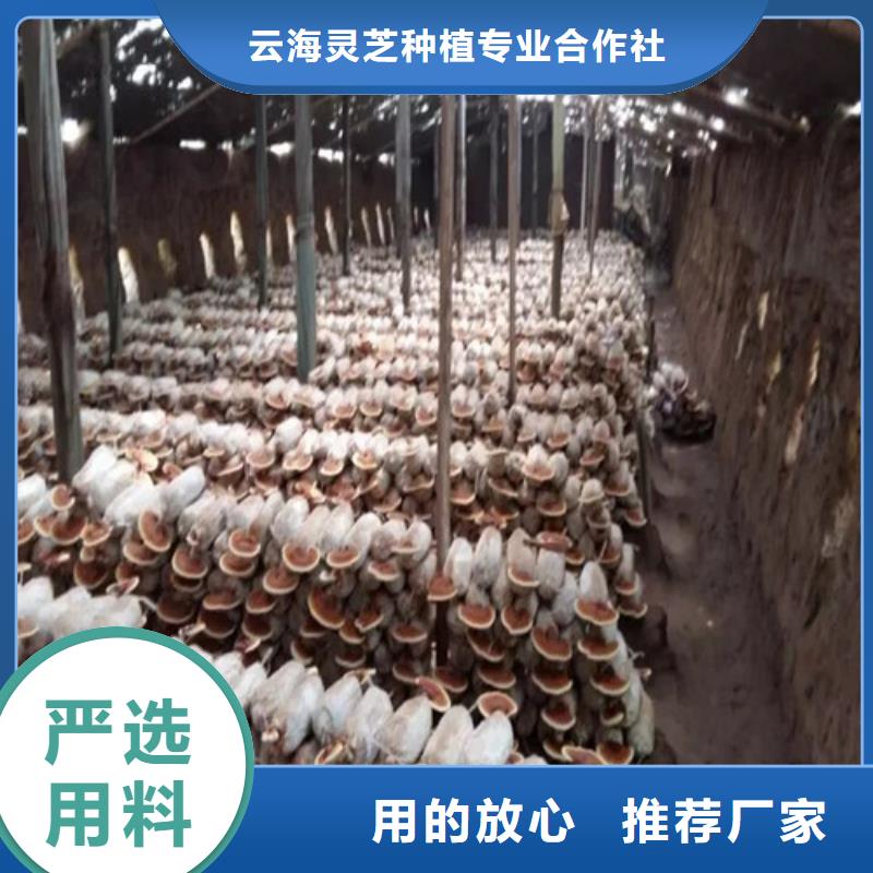 
灵芝孢子粉产品质量优良