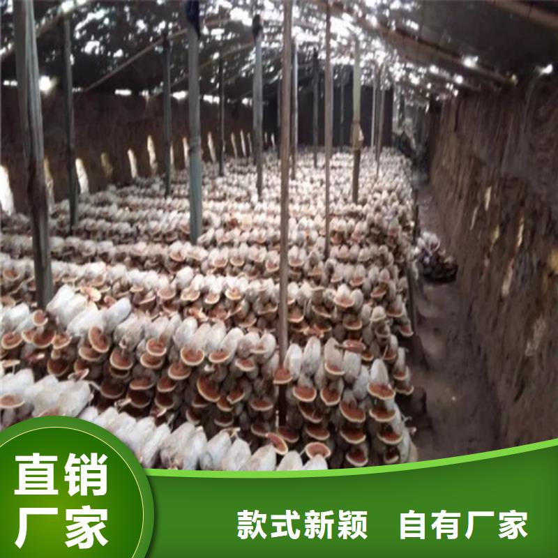 灵芝菌种在线咨询