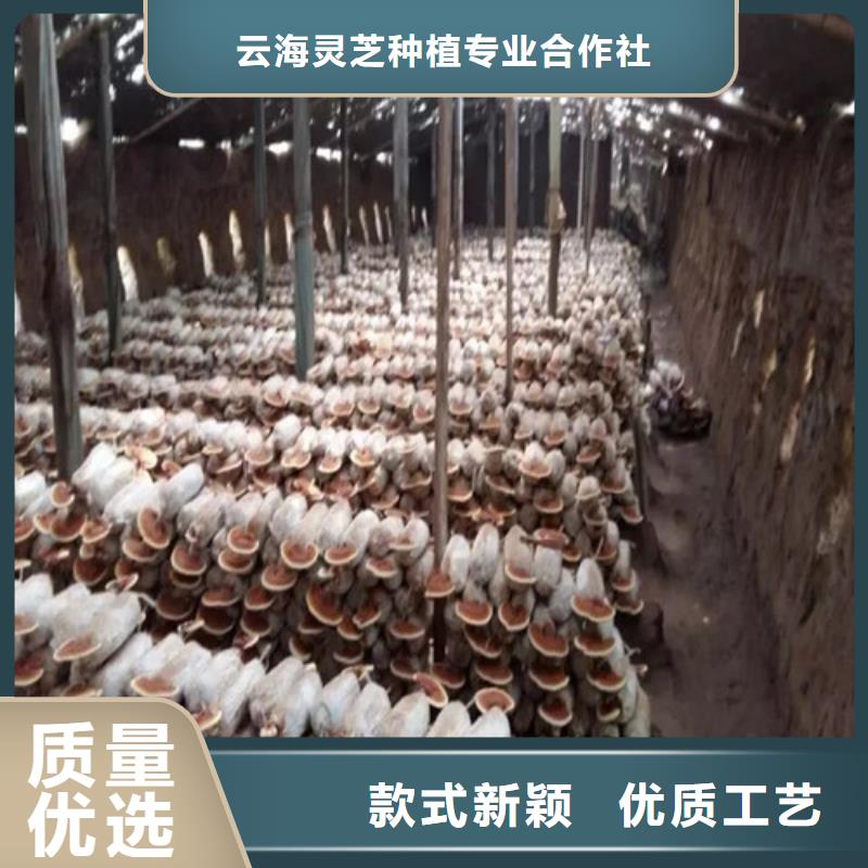 灵芝厂家价格