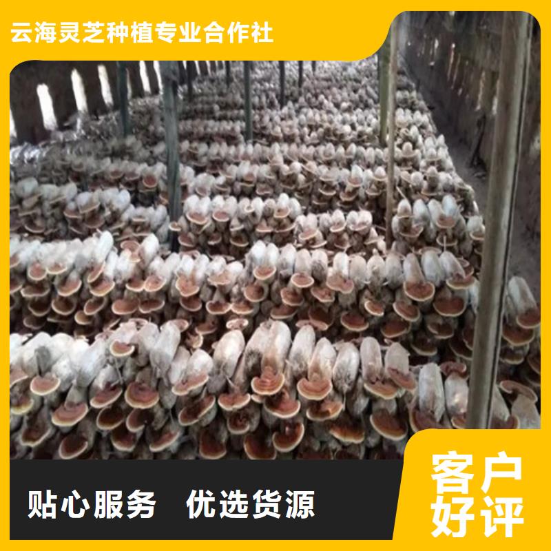 值得信赖的破壁灵芝孢子粉基地