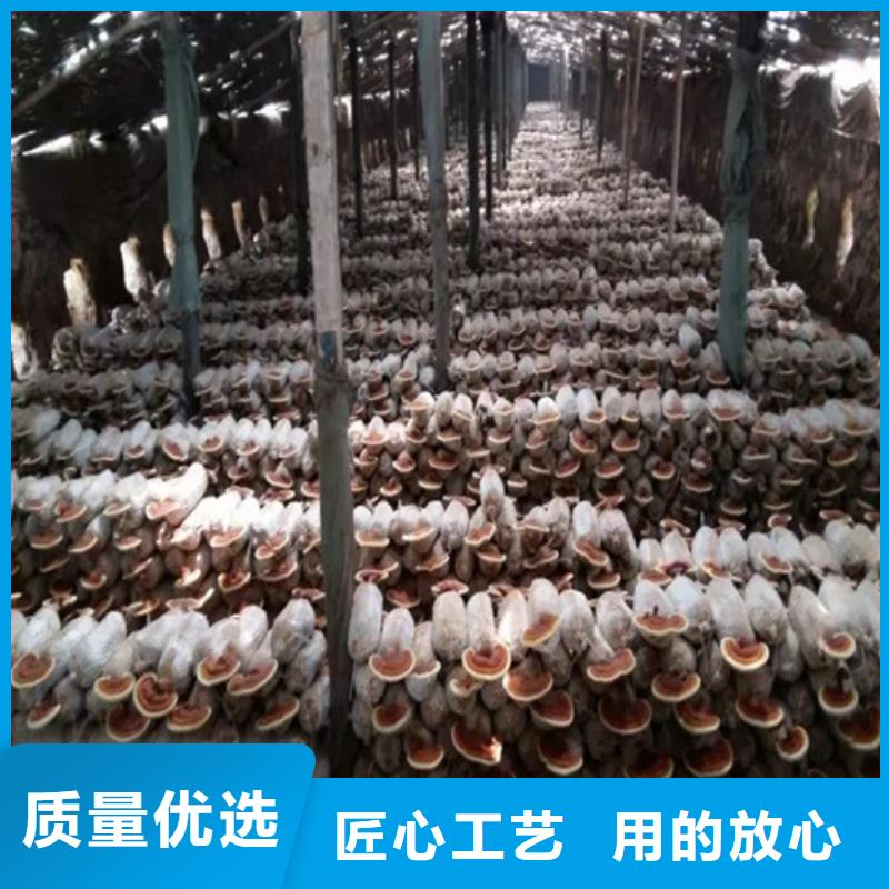 灵芝粉直供厂家