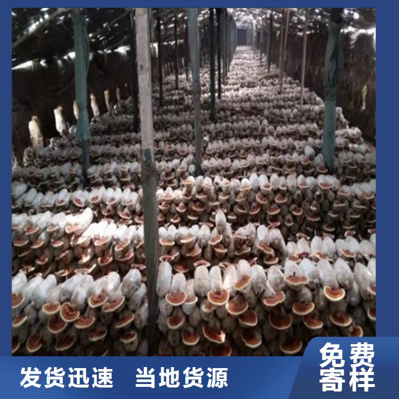 灵芝孢子粉吃的方法