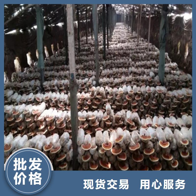 灵芝孢子厂商